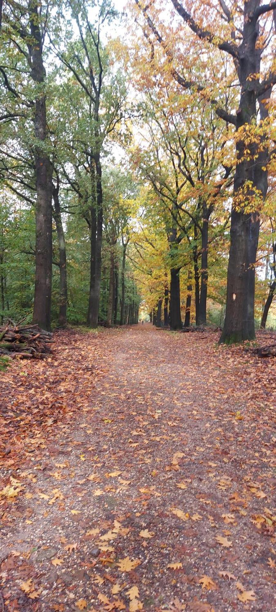 ベークベーゲン Chalet Wanama. Gelegen Op Het Vakantiepark Het Lierderholt Op De Veluwe.ヴィラ エクステリア 写真