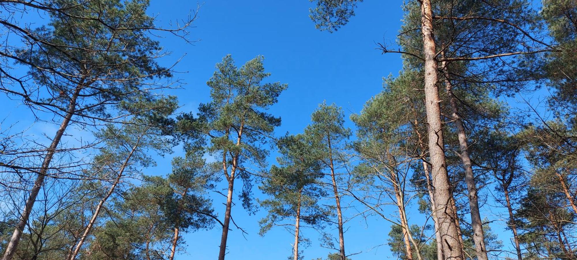 ベークベーゲン Chalet Wanama. Gelegen Op Het Vakantiepark Het Lierderholt Op De Veluwe.ヴィラ エクステリア 写真